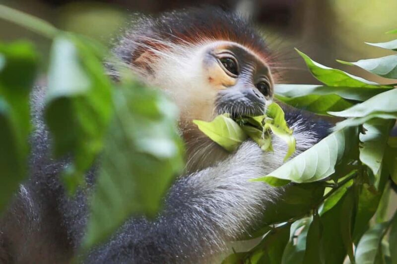 Ninh Binh: Cuc Phuong National Park, Jungle Hike & Wildlife - Frequently Asked Questions