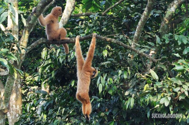 Ninh Binh: CUC PHUONG Park Jungle Hike Day Tour, SMALL GROUP - Good To Know