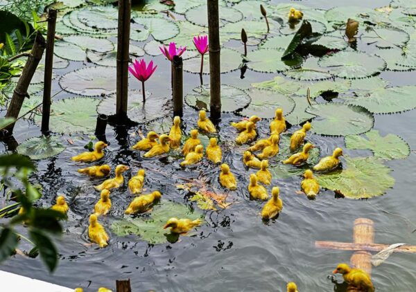 Ninh Binh: Rice Planting and Fishing by Basket Tour - Booking and Reservation Details