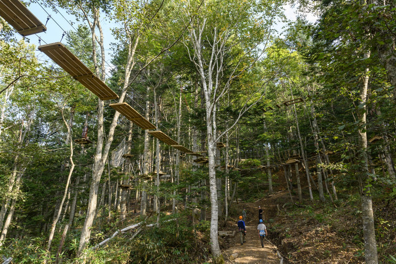 Niseko Hanazono Resort Ezo Fuji Mt. Yotei Tree Trekking - Who should book this tree trek?
