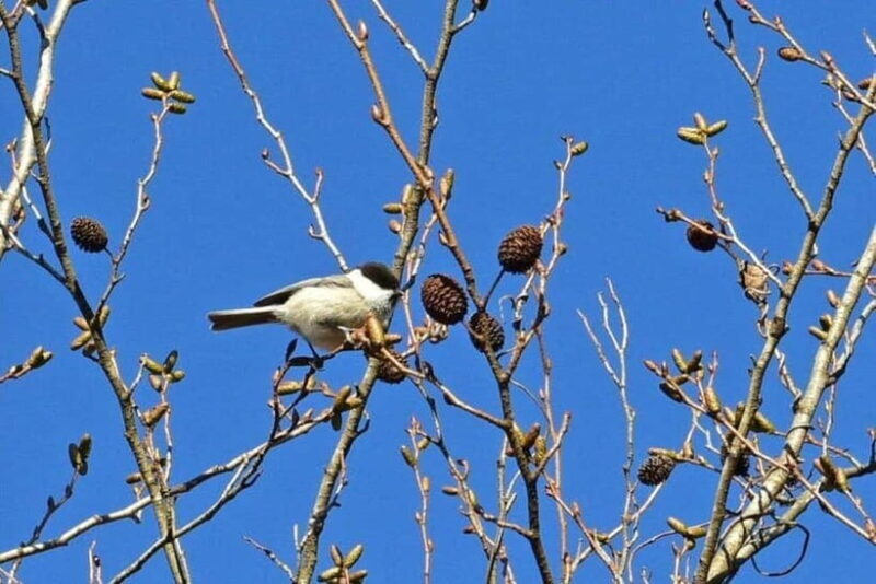 Nishiusuzuka: Fuji Forest Hiking Tour with Guide & Transfer - Nishiusuzuka: Fuji Forest Hiking Tour with Guide & Transfer
