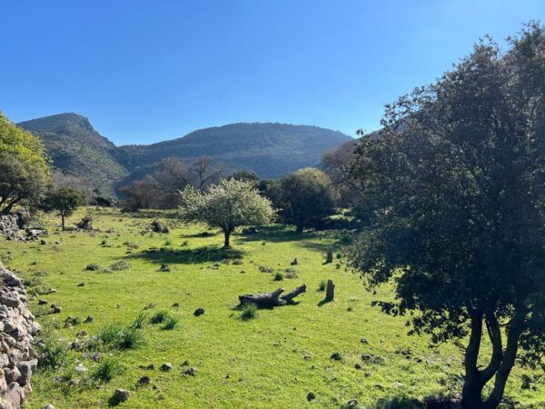 Nisyros Full Tour: Nikia, Volcano, Eborio, Mandraki. - Customer Experiences and Feedback