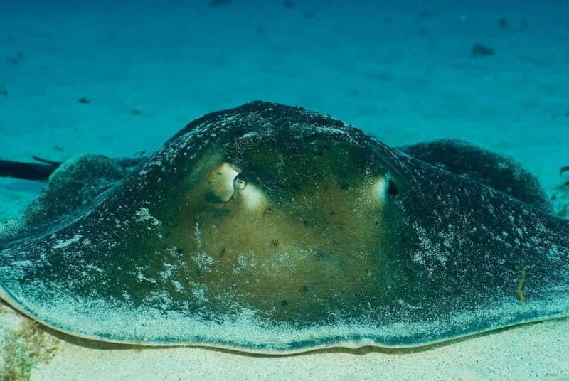 No Experience Needed-Discover Scuba Diving with Pickup - FAQ