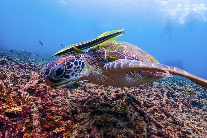 No Rush Morning & Afternoon 5 Stop Snorkeling tour for Koh Tao - FAQ