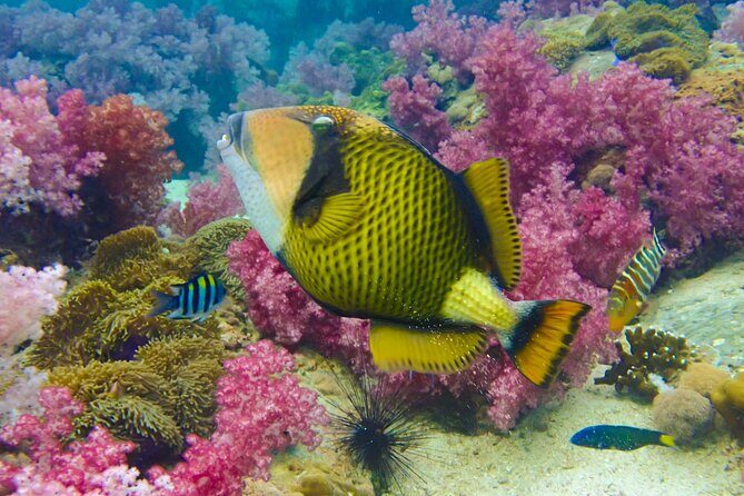 No Rush Morning & Afternoon 5 Stop Snorkeling tour for Koh Tao - Considerations and Possible Drawbacks