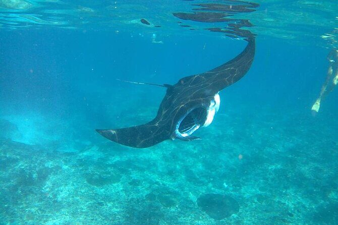 No:#1. Penida Island Tour And Snorkeling With Manta - The Sum Up