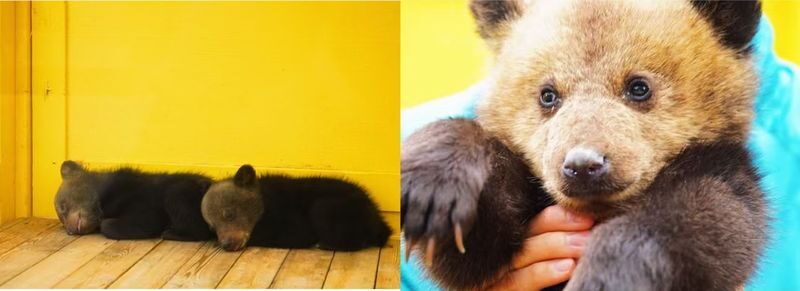 Noboribetsu and Lake Toya Day Tour - Departing from Sapporo (English / Chinese Guide) - Showa Shinzan and the Bear Ranch