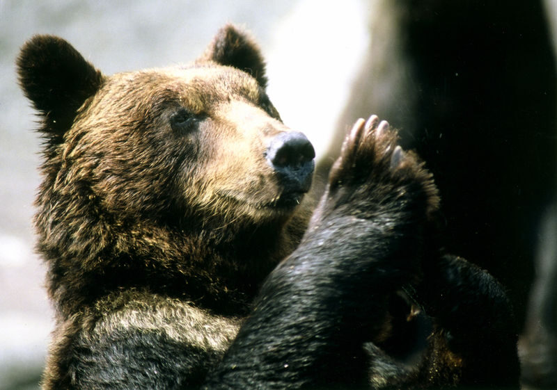 Noboribetsu Bear Park Ticket - What to know before you go
