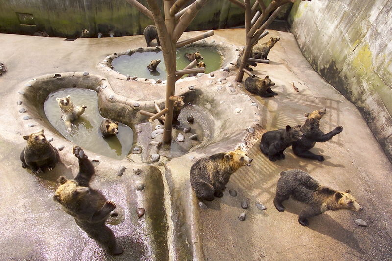 Noboribetsu Bear Park Ticket - Duck races, scheduled events and a family-friendly pace