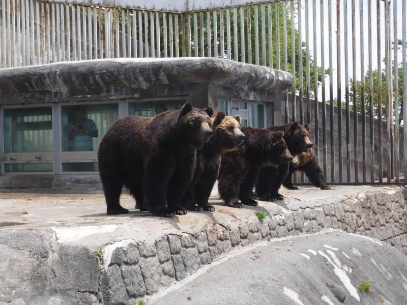Noboribetsu Bear Park Ticket - Food and the cost of a short visit
