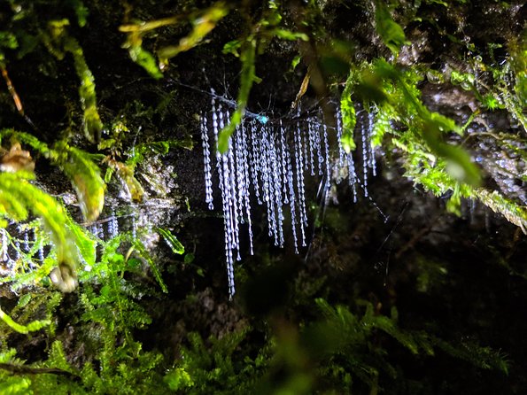 Nocturnal Adventure Glow-Worm Tour - Testimonials and Reviews