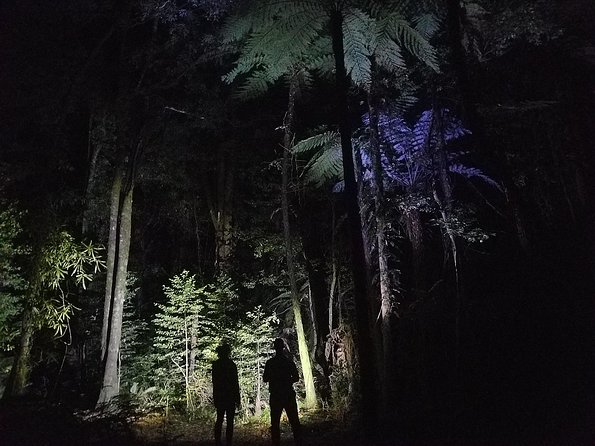 Nocturnal Adventure Glow-Worm Tour - Stephens Expertise