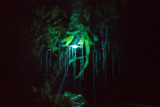 Nocturnal Adventure Glow-Worm Tour - Nighttime Adventure in the Woods