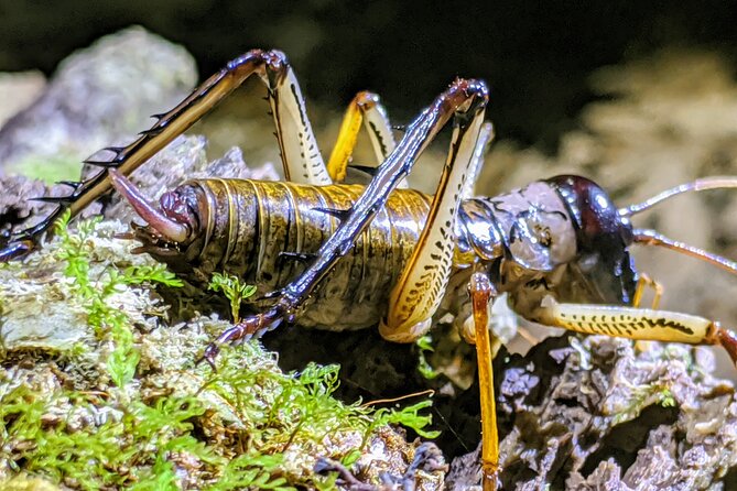 Nocturnal Adventure Glow-Worm Tour - Common Questions