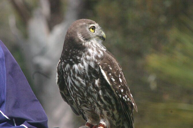 Nocturnal Tour of Kangaroo Island - Good To Know