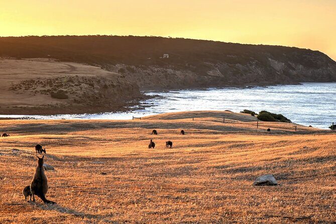 Nocturnal Tour of Kangaroo Island - Who Will Love This Tour?