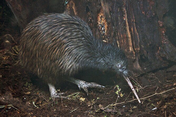 Nocturnal Wonders Tawharanui Kiwi Spotting and Stargazing Tour - Good To Know