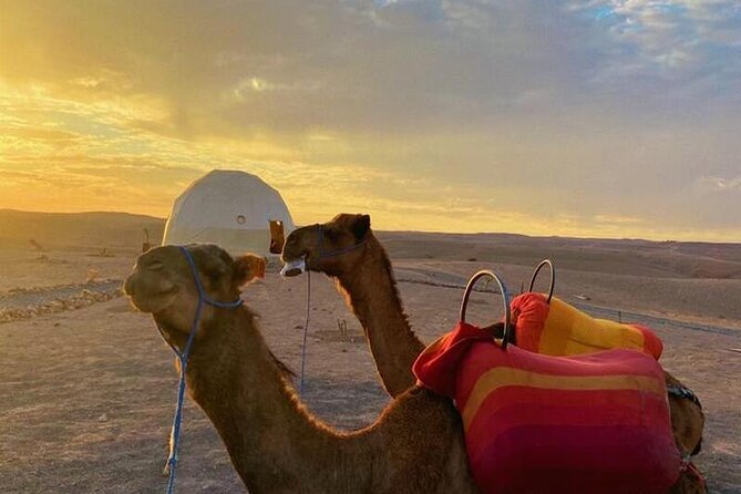 Nomad Trip With Transportation : Marrakech Desert Activities - Sandboarding Adventure