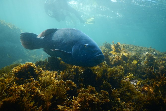 Non Swimmers Discovery Tour Ocean - Participant Requirements and Restrictions