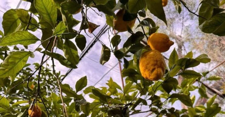 Nonna Concettina Lemon Tour - Good To Know