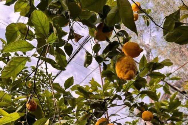 Nonna Concettina Lemon Tour - Detailed Itinerary