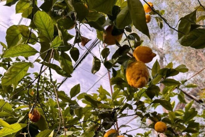 Nonna Concettina Lemon Tour - Accessibility Information