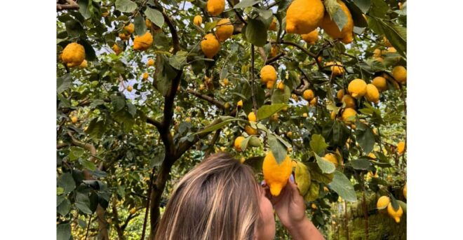 Nonno Mario Lemon Tour - Booking Information