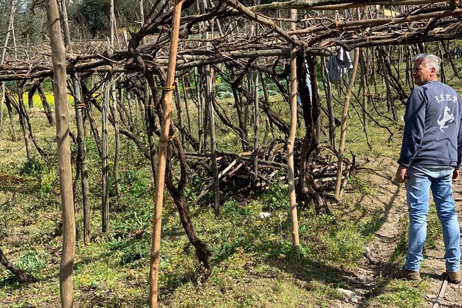 Nonno Sebastiano'S Vineyard and Its History, Wine & Food Tasting - Location in Naples, Italy