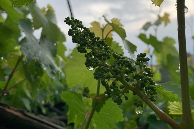 Nonno Sebastiano'S Vineyard and Its History, Wine & Food Tasting - Reviews and Rating Sources