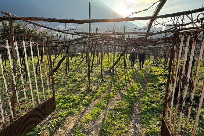 Nonno Sebastiano'S Vineyard and Its History, Wine & Food Tasting - Pricing and Reservation Details