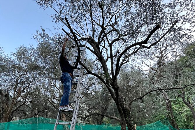 Nonno Sebastiano'S Vineyard and Its History, Wine & Food Tasting - The Sum Up