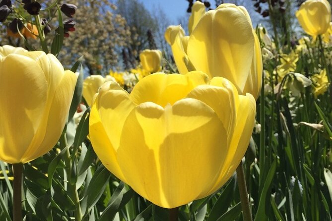 Noord Hollands Private Tulip Tour - Private Guide and Expert Commentary