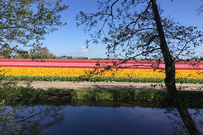 Noord Hollands Private Tulip Tour - Tulip Fields and Gardens
