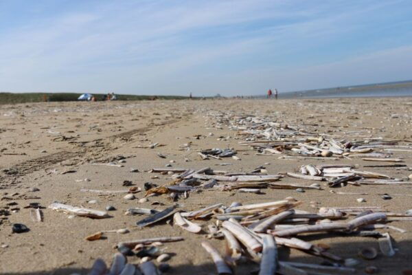 Noordwijk: Beach and Dunes Bike Tour - The Sum Up