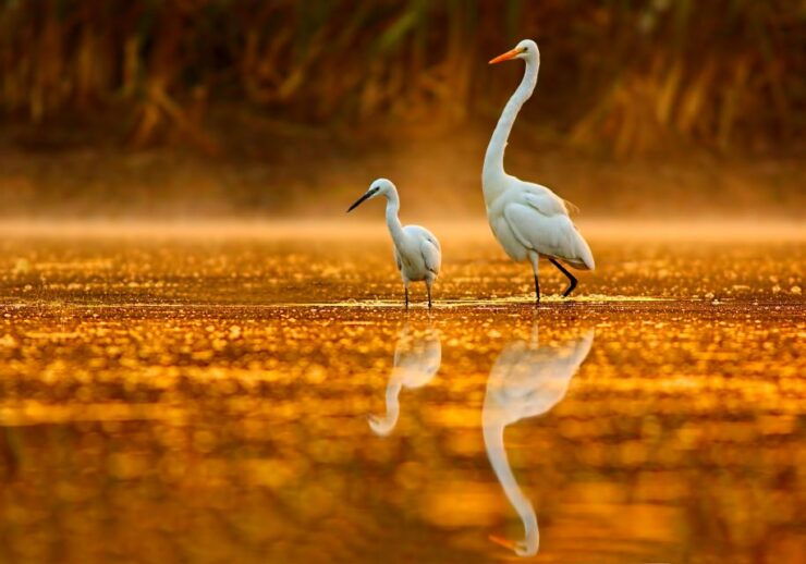 Noosa: Afternoon Cruise Through the Noosa Everglades - Activity Details