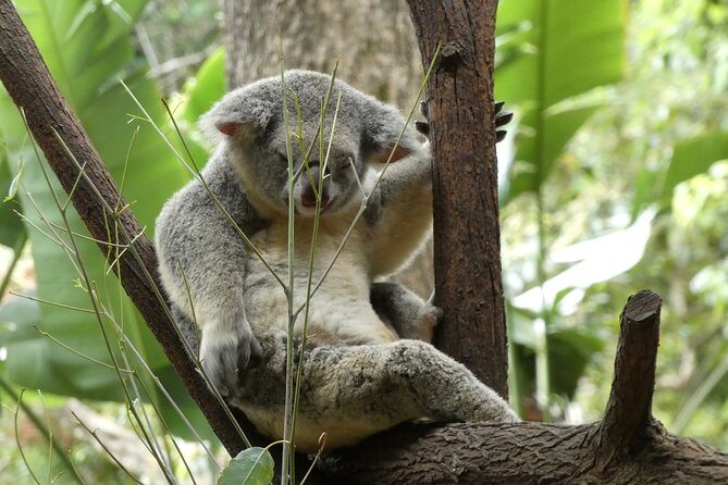 Noosa, Aussie Animals & Glass House Mountains From Brisbane - Common Questions