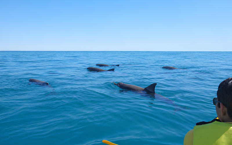 Noosa: Epic Dolphin Ocean Kayak Tour & Beach 4X4 Adventure - Should you book the Noosa kayak and 4WD tour?