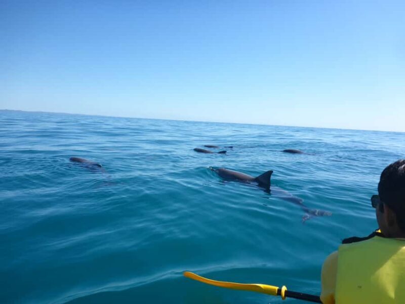 Noosa: Epic Ocean Kayak with Dolphins & 4WD Beach Adventure - The Experience from the Perspective of Past Travelers