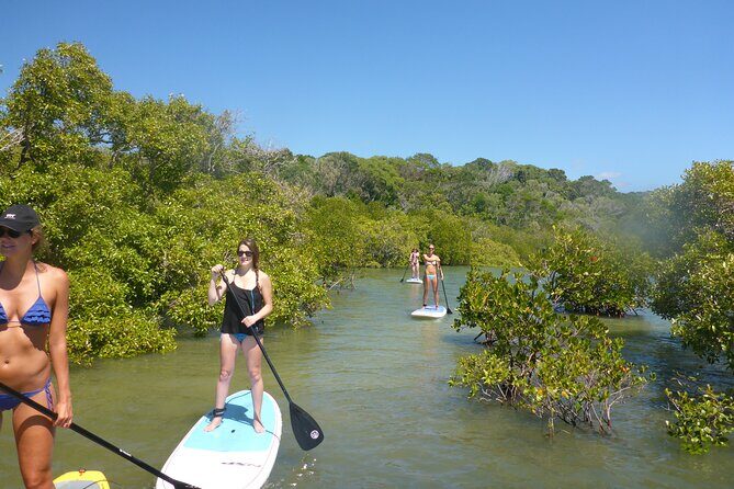 Noosa: Epic Stand Up Paddle Stingray & Mangrove Tunnel Tour - Introduction