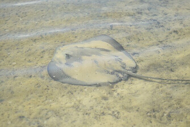Noosa: Epic Stand Up Paddle Stingray & Mangrove Tunnel Tour - Good To Know