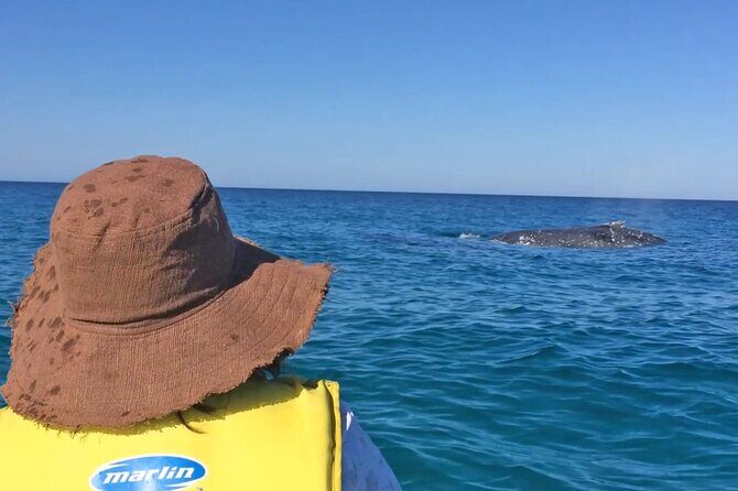 Noosa: Epic Whale Watching On Ocean Kayaks & Beach 4X4 Tour - What to Expect from the Tour
