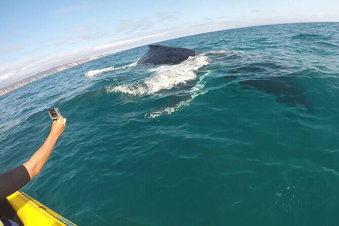 Noosa: Epic Whale Watching On Ocean Kayaks & Beach 4X4 Tour - The Practical Details