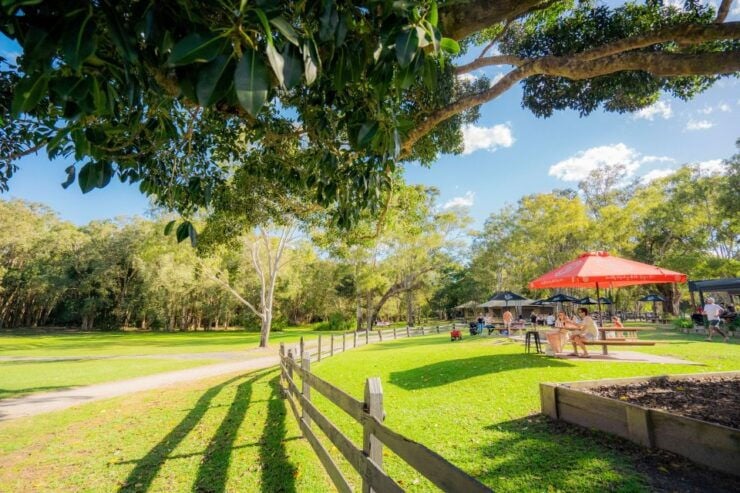 Noosa: Everglades Explorer Cruise With Optional Canoeing - Activity Details
