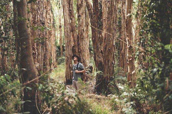 Noosa Everglades Tour with River Cruise and Hinterland Villages - Who Will Love This Tour?