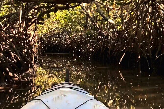 Noosa Heads: Epic Hidden Waterways & Wildlife Kayak Tour - In-Depth Look at the Experience