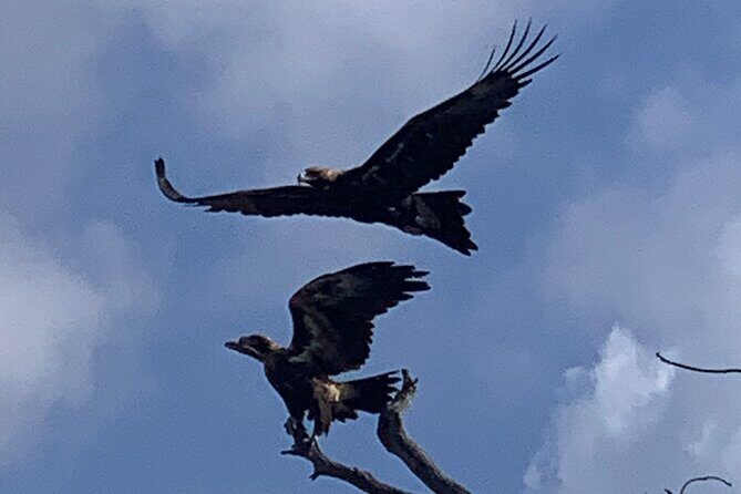 Noosa Heads: Epic Hidden Waterways & Wildlife Kayak Tour - FAQ