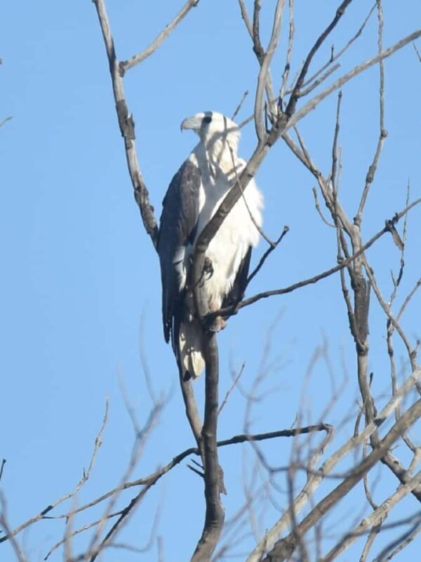 Noosa Heads: Hidden Waterways Wildlife Kayak (Fully Guided) - FAQs