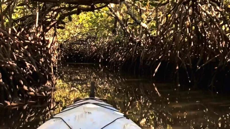 Noosa Heads: Hidden Waterways Wildlife Kayak (Self-Guided) - Good To Know