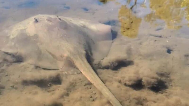 Noosa Heads: Hidden Waterways Wildlife Kayak (Self-Guided) - Exploring the Experience in Detail