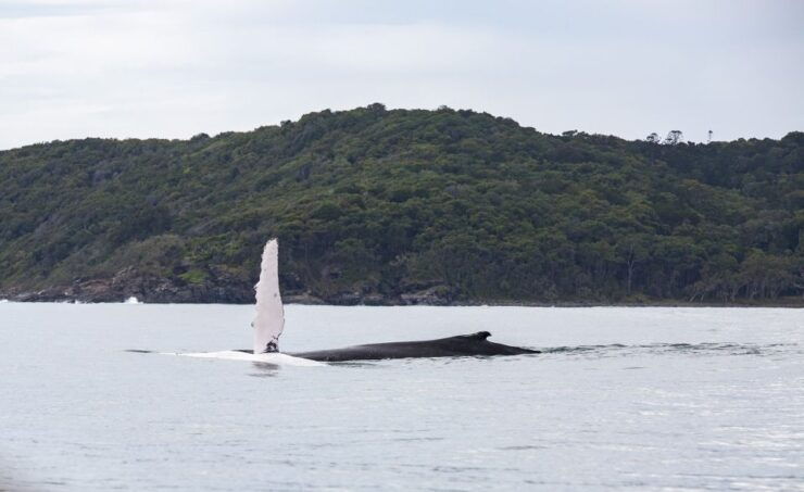 Noosa: Humpback Whale Watching Tour - Booking Details